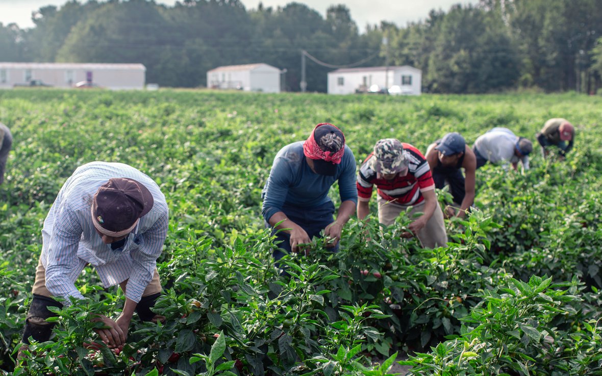 workers harvesting chilies in field_edit.jpg