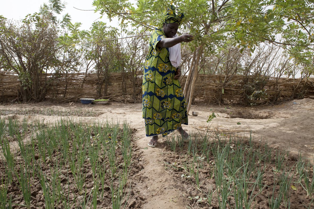 A tree grows in Mali Oxfam