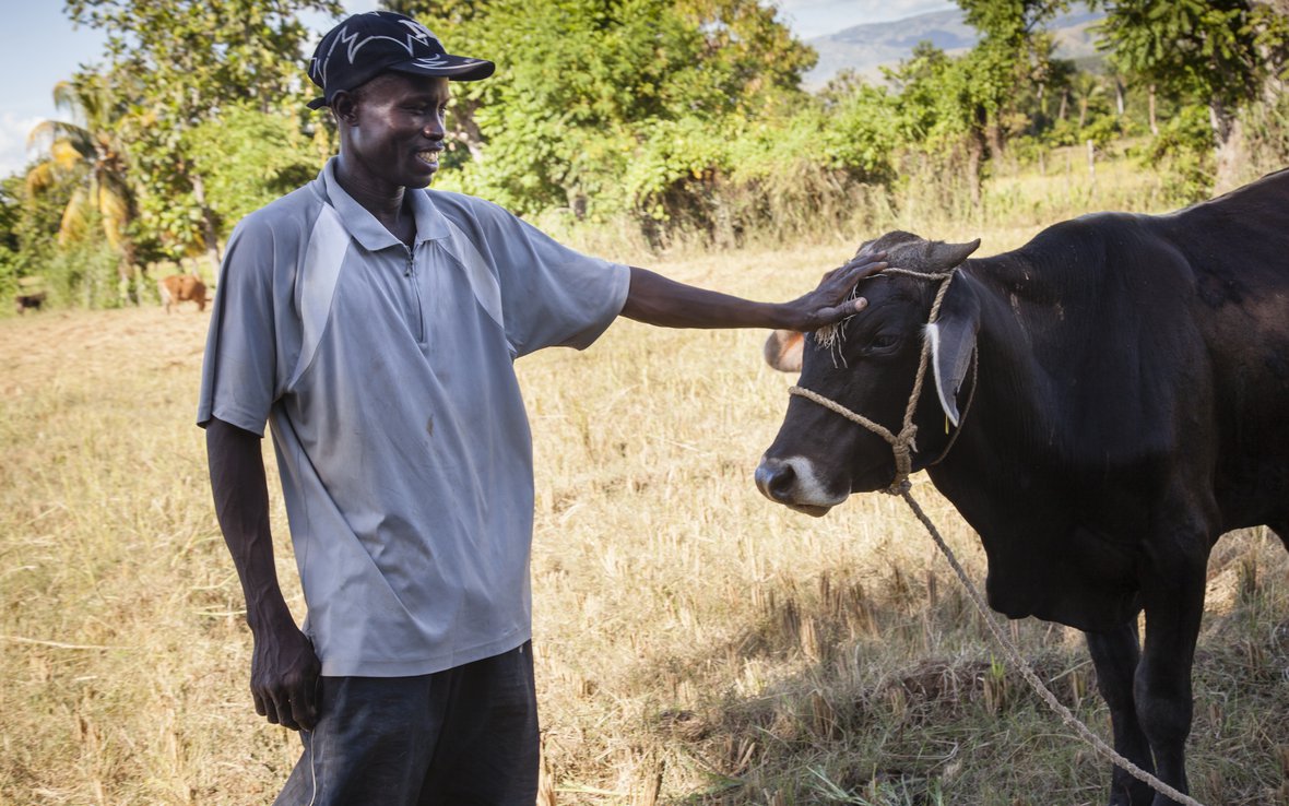 Man with bull 2014-10-14_Haiti_0249.jpg