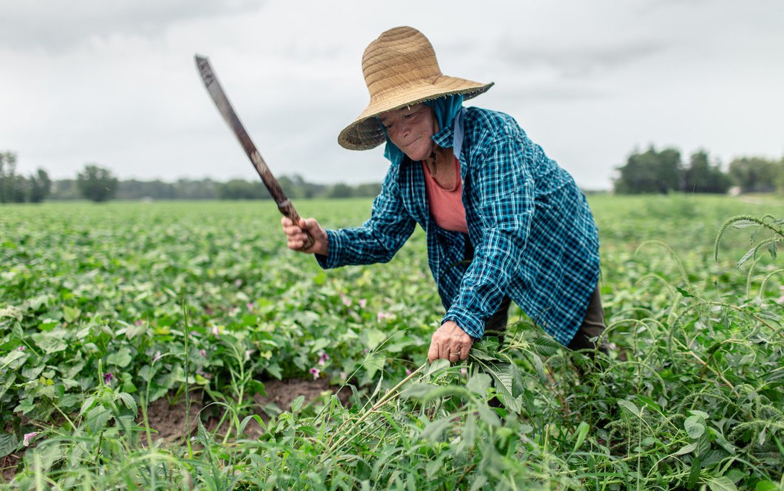 OGB_119292_Mercedes_ in the sweet potato field.jpg