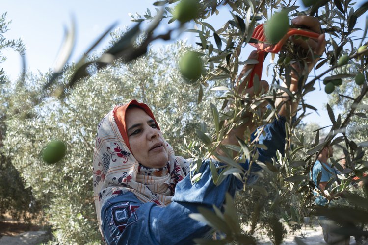 OGB_119705_Nuha harvests olives.jpg