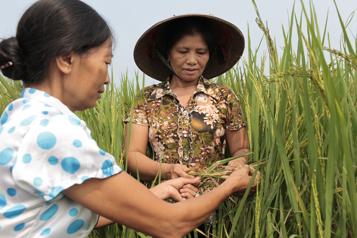 Vietnamese farmer Hoang Thi Lien, 53, right, and Nguyen Thi My, 49, are specialists in the System of Rice Intensification. They teach other farmers innovative techniques to produce more rice using less water and seed.