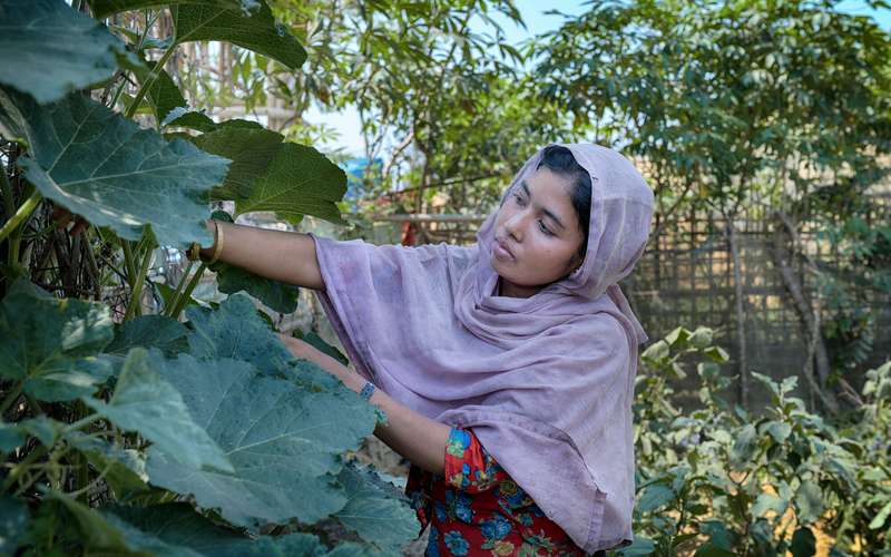 A Rohingya woman refugee cultivates vegetables in a refugee camp in Bangladesh.