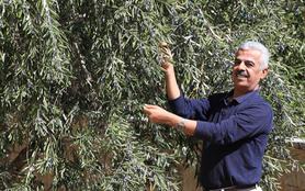 Abbas Milhem, Executive Director Palestinian Farmers Union (PFU), stands near an olive tree in the West Bank.