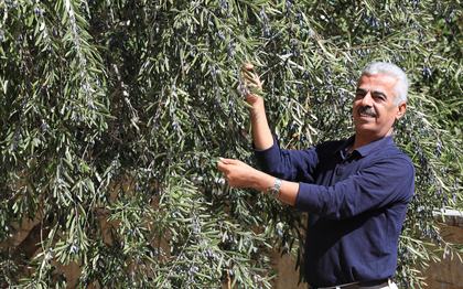 Abbas Milhem, Executive Director Palestinian Farmers Union (PFU), stands near an olive tree in the West Bank.