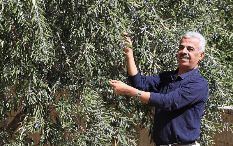 Abbas Milhem, Executive Director Palestinian Farmers Union (PFU), stands near an olive tree in the West Bank.