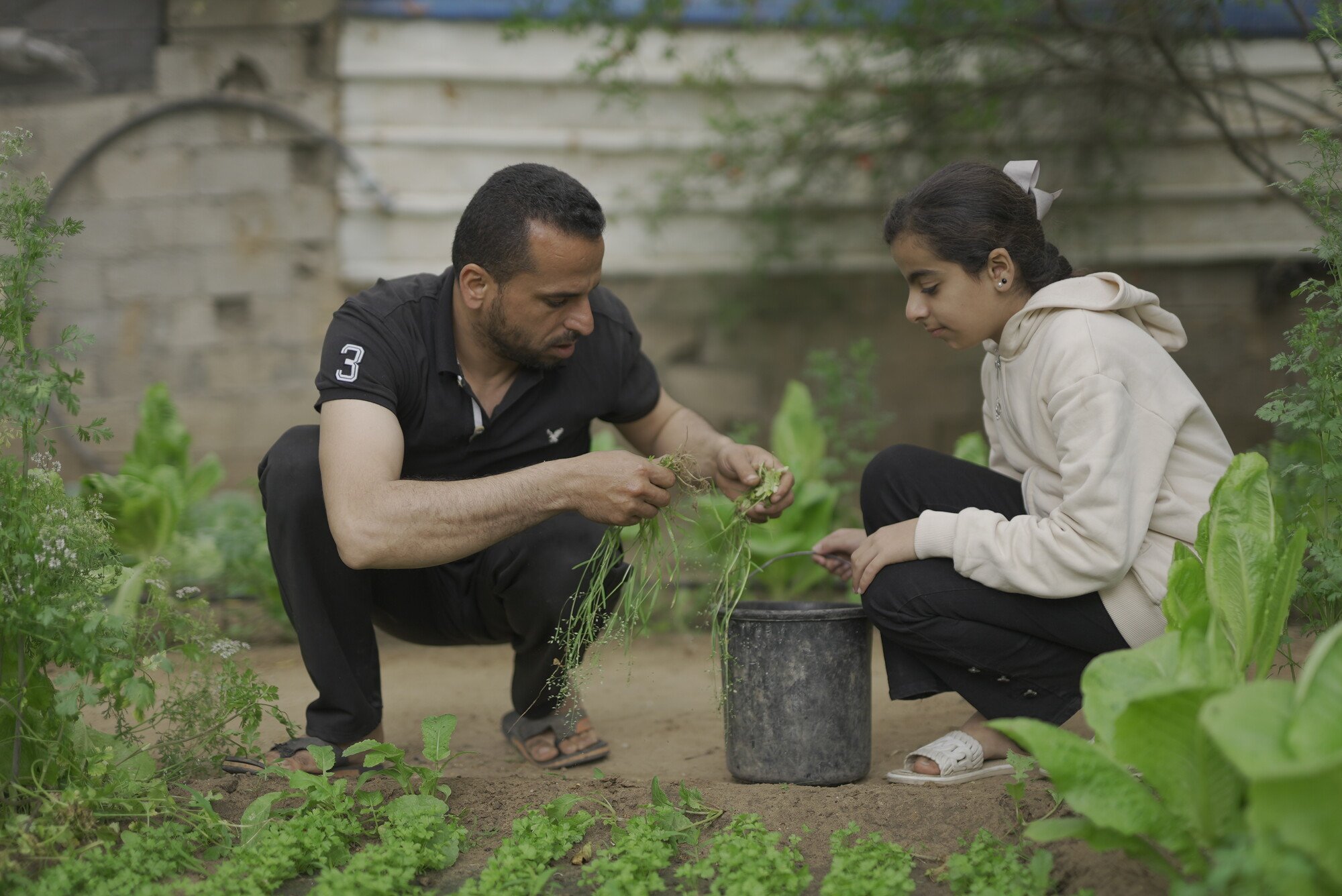 Sami and his daughter tend to their vegetable garden next to their home in Gaza. Oxfam and the Palestinian Agricultural development Association are helping families and commercial farmers in Gaza to start producing vegetables and other food.