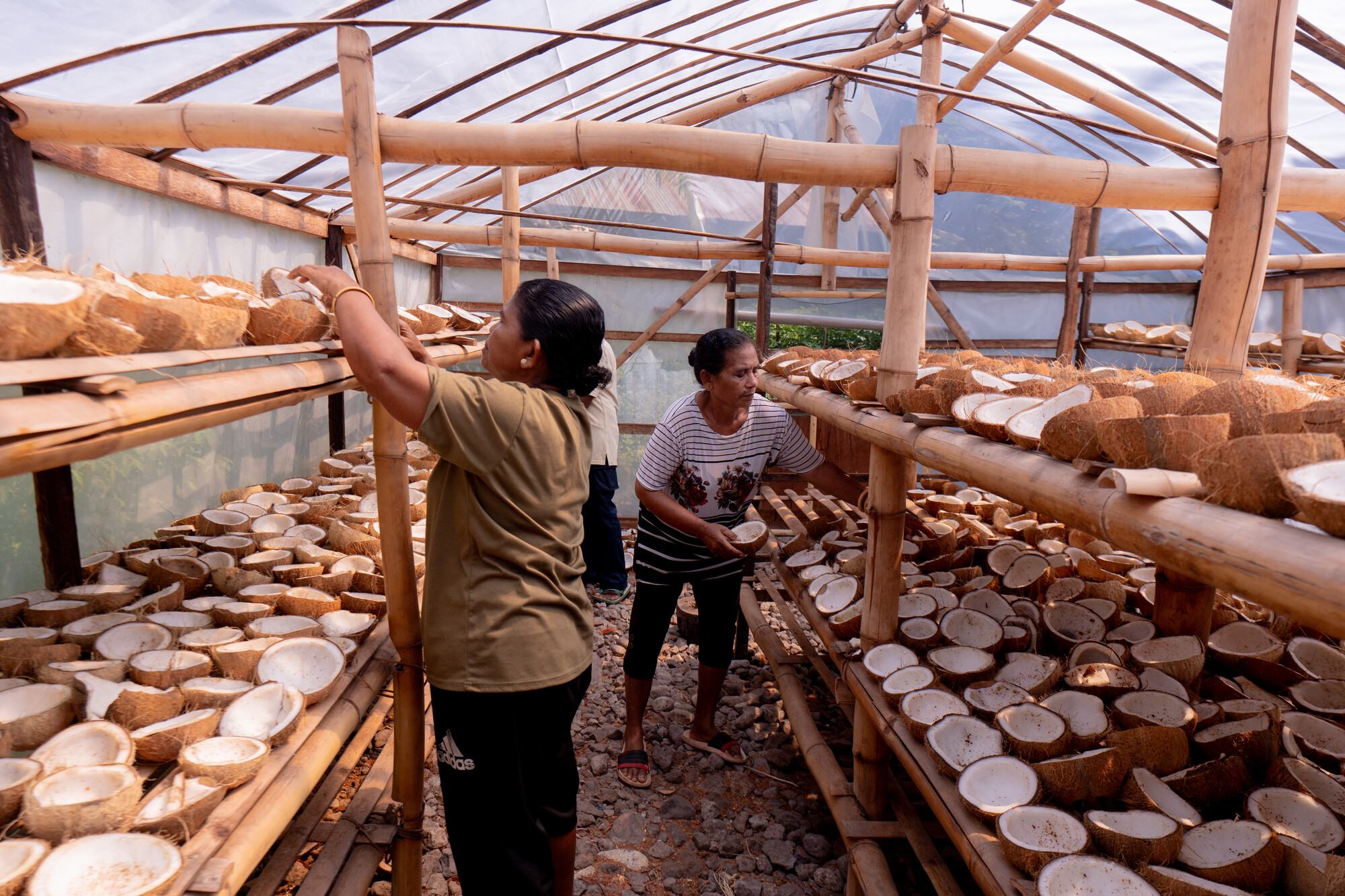  Two women dry copra (coconut meat) inside a solar drying house in East Flores, Indonesia. 