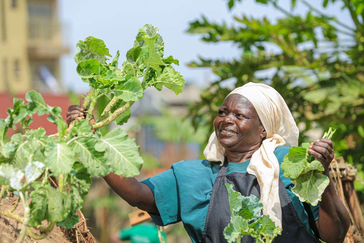  Maimuna Umar Nakato harvests vegetables at an Urban Food Hives project near Kampala, Uganda. 