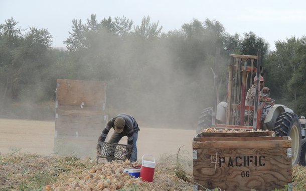 farmworker onion