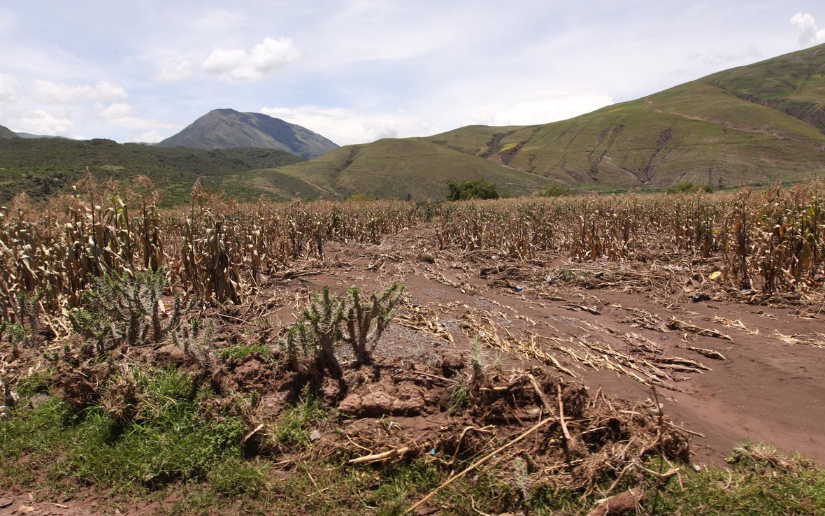 flooded-field-of-corn.jpg