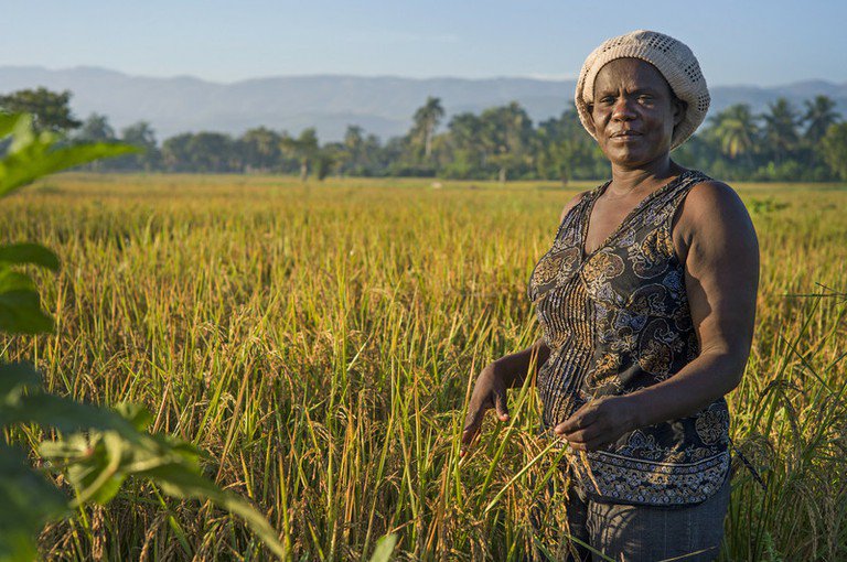 Lessons learned growing rice in Haiti and Vietnam Oxfam