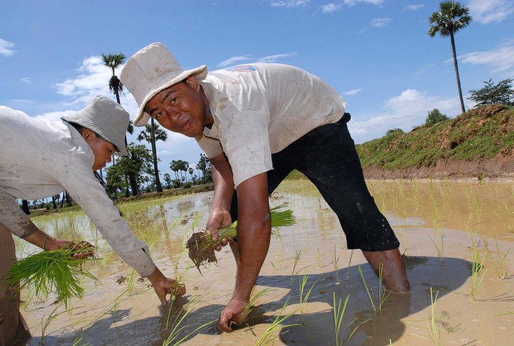 system-of-rice-intensification-farmer-cambodia-ous-13674.jpg